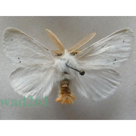 Euproctis chrysorrhoea (Linnaeus, 1758) male Kuprówka rudnica